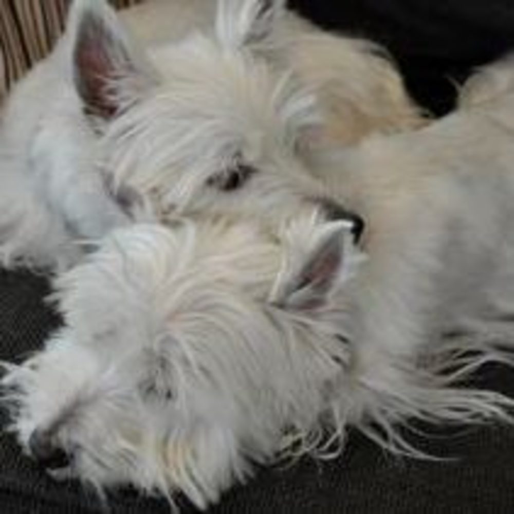 Meet your Posher, Margaret